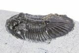Bargain, Scabriscutellum Trilobite - Morocco #341287-3